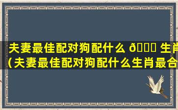 夫妻最佳配对狗配什么 🐛 生肖（夫妻最佳配对狗配什么生肖最合适）